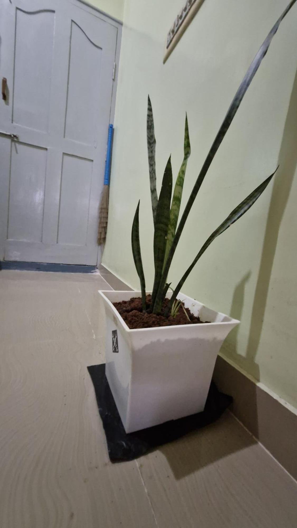Malgudi Mane Homestay Chikmagalūr Exteriör bild